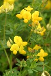 Bird's-foot Trefoil blossoms & foliage detail