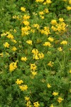 Bird's-foot Trefoil