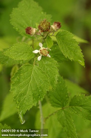 Rubus leucodermis