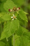 Black Raspberry blossom & foliage w/ morning dew