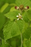 Black Raspberry blossom & foliage w/ morning dew