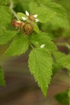 Black Raspberry blossom & foliage w/ morning dew