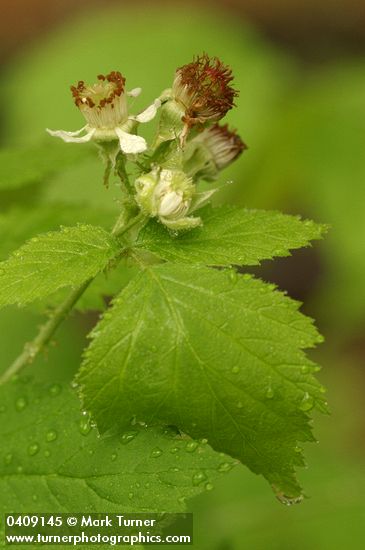 Rubus leucodermis