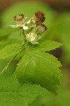 Black Raspberry blossom & foliage w/ morning dew