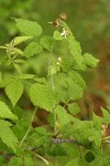 Black Raspberry w/ morning dew