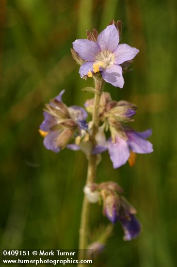 Polemonium occidentale