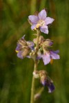 Western Jacob's Ladder blossoms