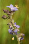 Western Jacob's Ladder blossoms detail