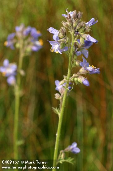 Polemonium occidentale