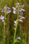 Western Jacob's Ladder