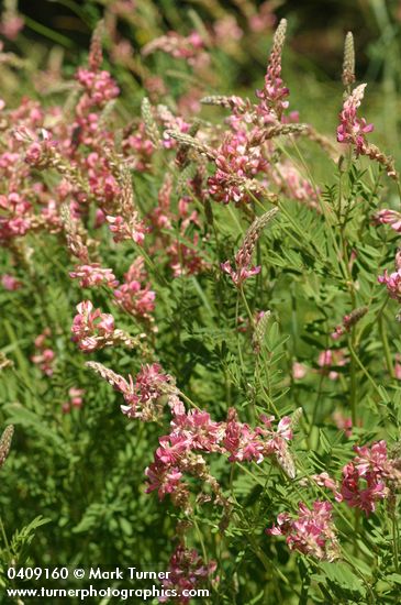 Onobrychis viciifolia