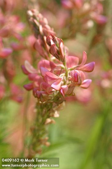 Onobrychis viciifolia