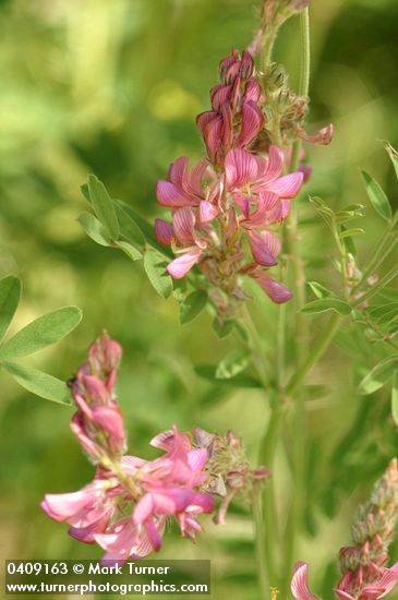 Onobrychis viciifolia