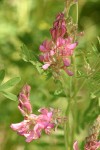 Saintfoin blossoms & foliage detail