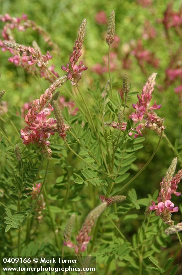 Onobrychis viciifolia