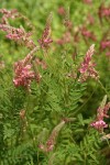 Saintfoin blossoms & foliage