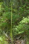 Short-spurred Rein Orchid