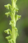 Short-spurred Rein Orchid blossoms detail