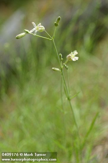 Silene douglasii