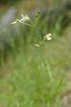 Douglas's Catchfly