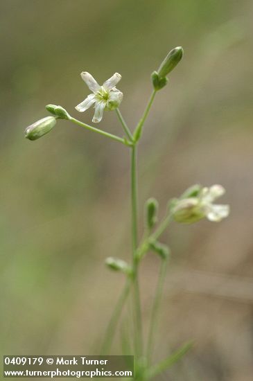 Silene douglasii