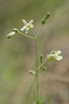 Douglas's Catchfly blossoms