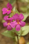 Cusick's Monkey Flower blossoms detail