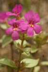 Cusick's Monkey Flower blossoms & foliage detail