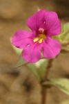 Cusick's Monkey Flower blossom & foliage detail