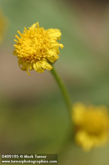 Erigeron austiniae (E. chrysopsidis var. austiniae)