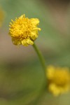 Austin's Fleabane blossom detail