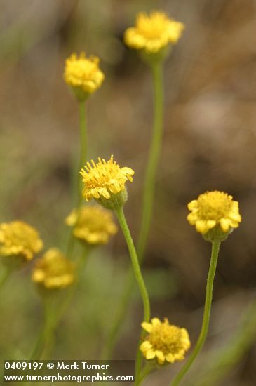 Erigeron austiniae (E. chrysopsidis var. austiniae)