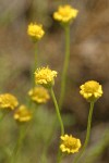 Austin's Fleabane blossoms