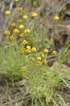 Austin's Fleabane