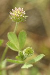 Small-headed Clover blossom & foliage detail