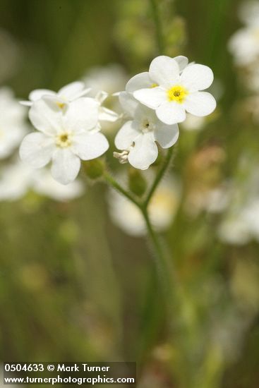 Plagiobothrys hirtus