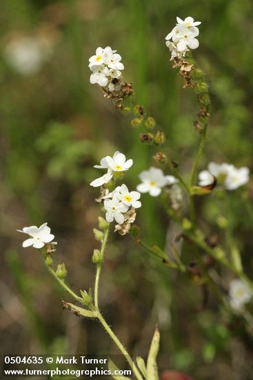 Plagiobothrys hirtus