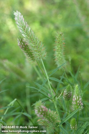 Trifolium ciliolatum