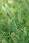 Foothill Clover