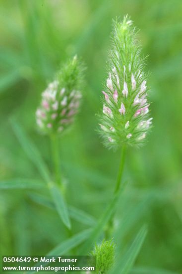 Trifolium ciliolatum