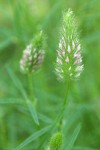 Foothill Clover blossoms detail