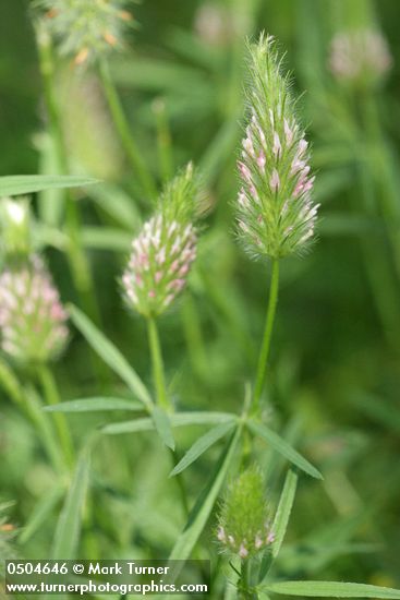 Trifolium ciliolatum