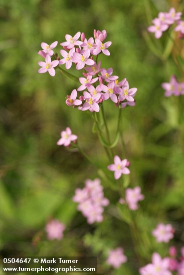 Centaurium muehlenbergii