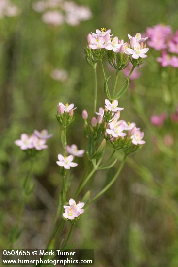 Centaurium muehlenbergii