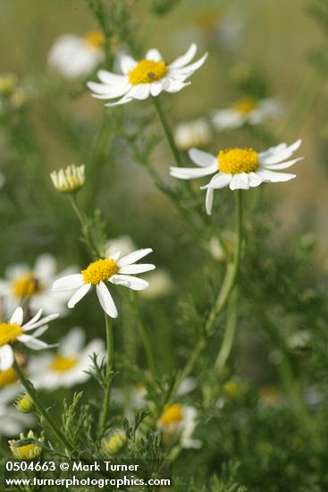 Anthemis cotula