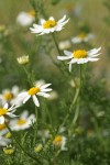 Stinking Mayweed blossoms & foliage