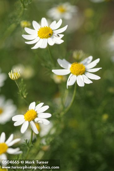 Anthemis cotula