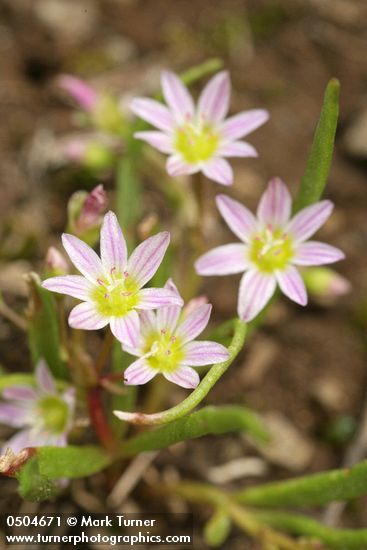 Lewisia triphylla