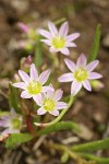 Three-leaf Lewisia blossoms detail