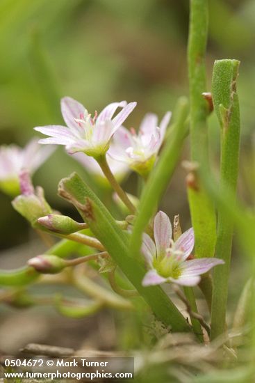 Lewisia triphylla